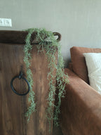 Kunst tillansia hang