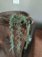 Kunst tillansia hang