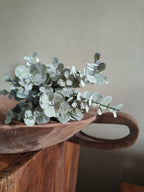 Kunst baby eucalyptus