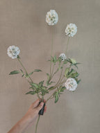Kunst scabiosa