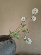 Kunst scabiosa
