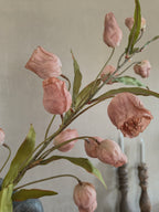 Kunst Campanula